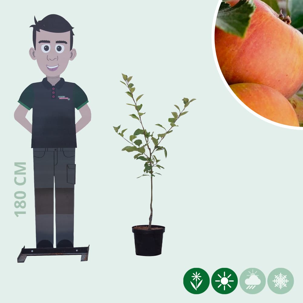 Malus d. 'Cox Orange Pippin'