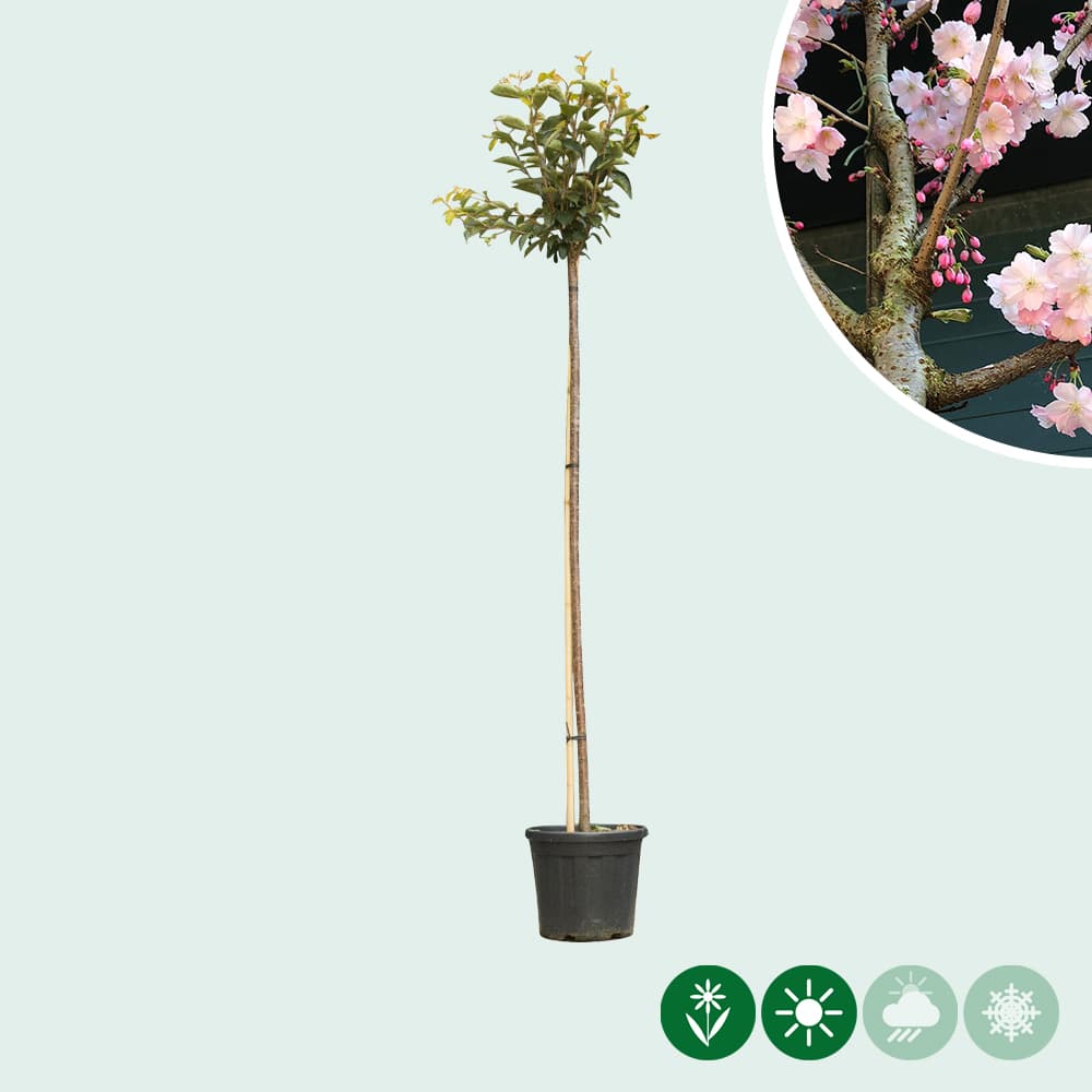 Japanse sierkers 'Accolade'