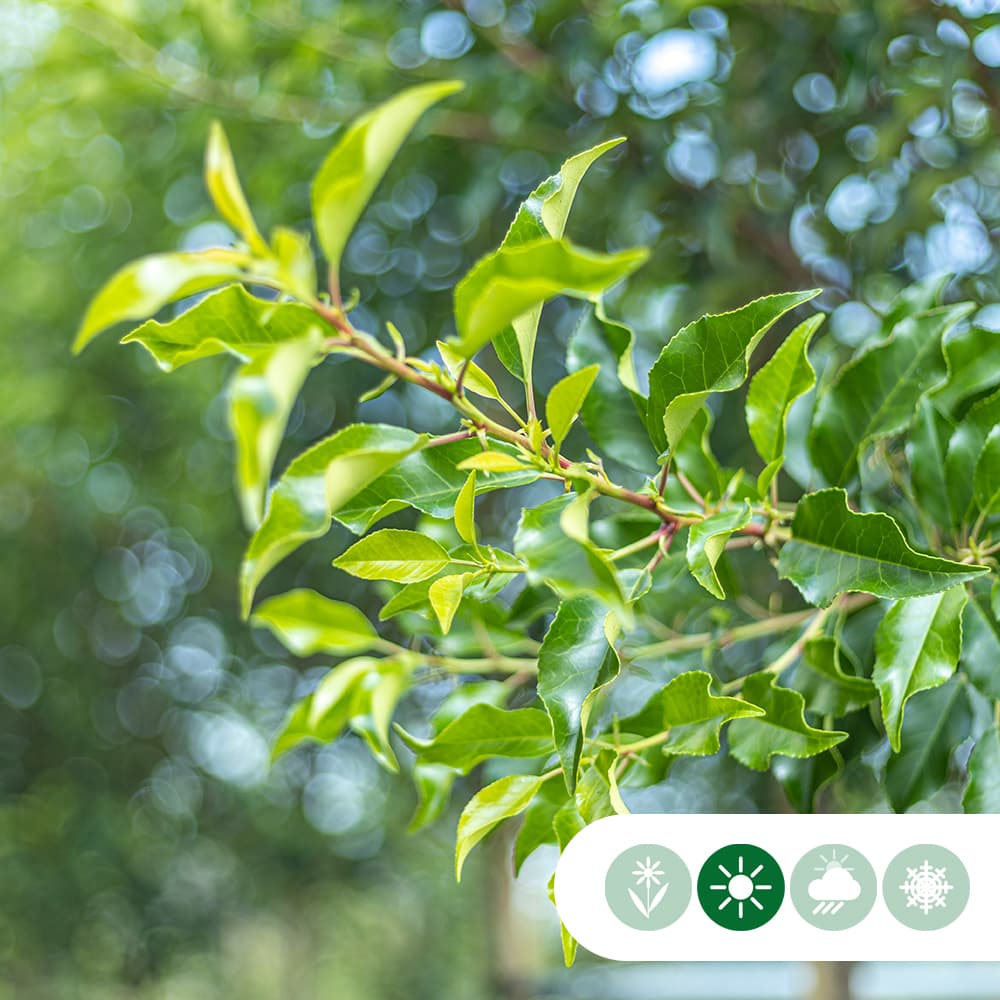 Portugese laurier meerstammig