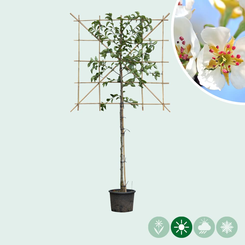 Sierpeer leiboom 120 cm (120x120)