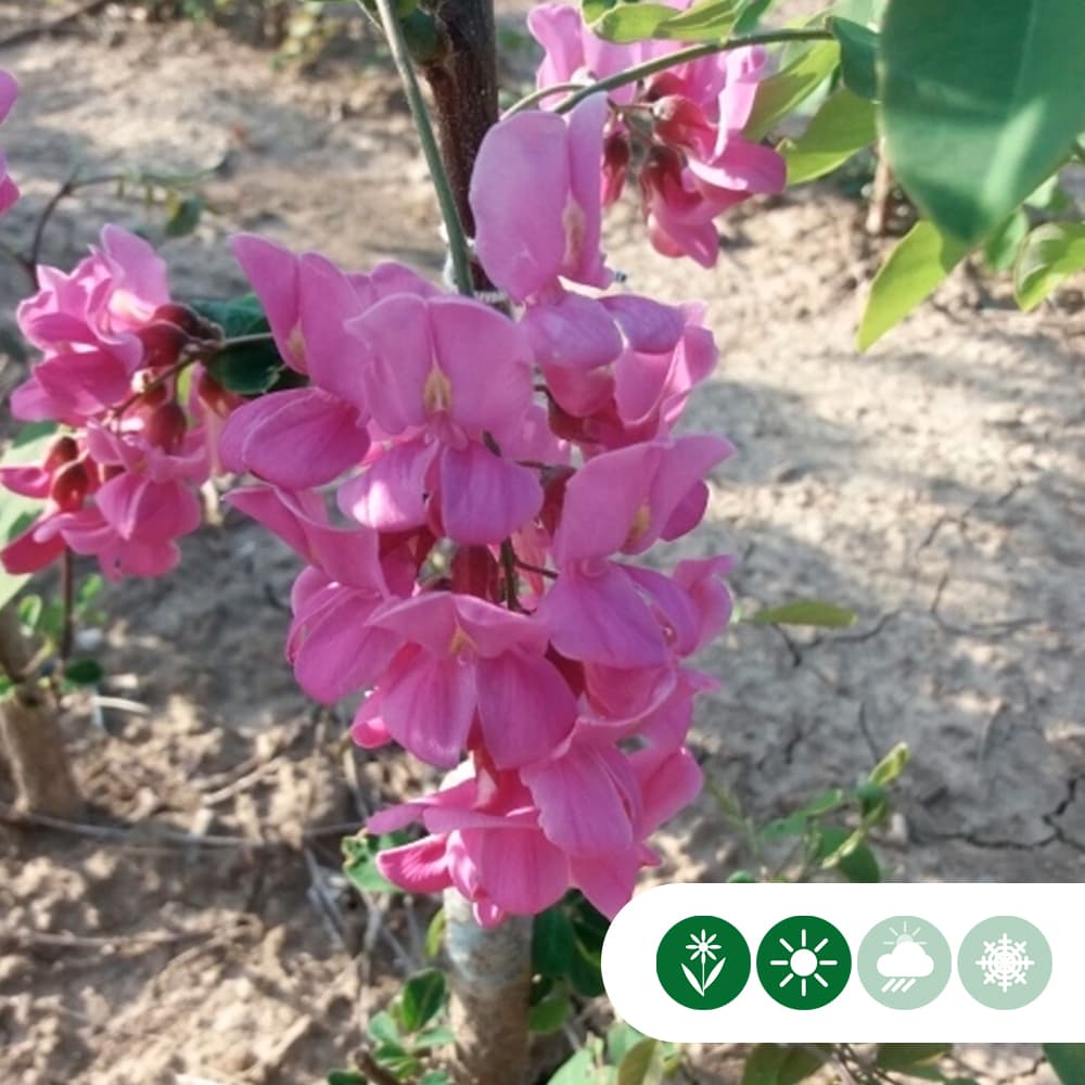 Roze schijnacacia