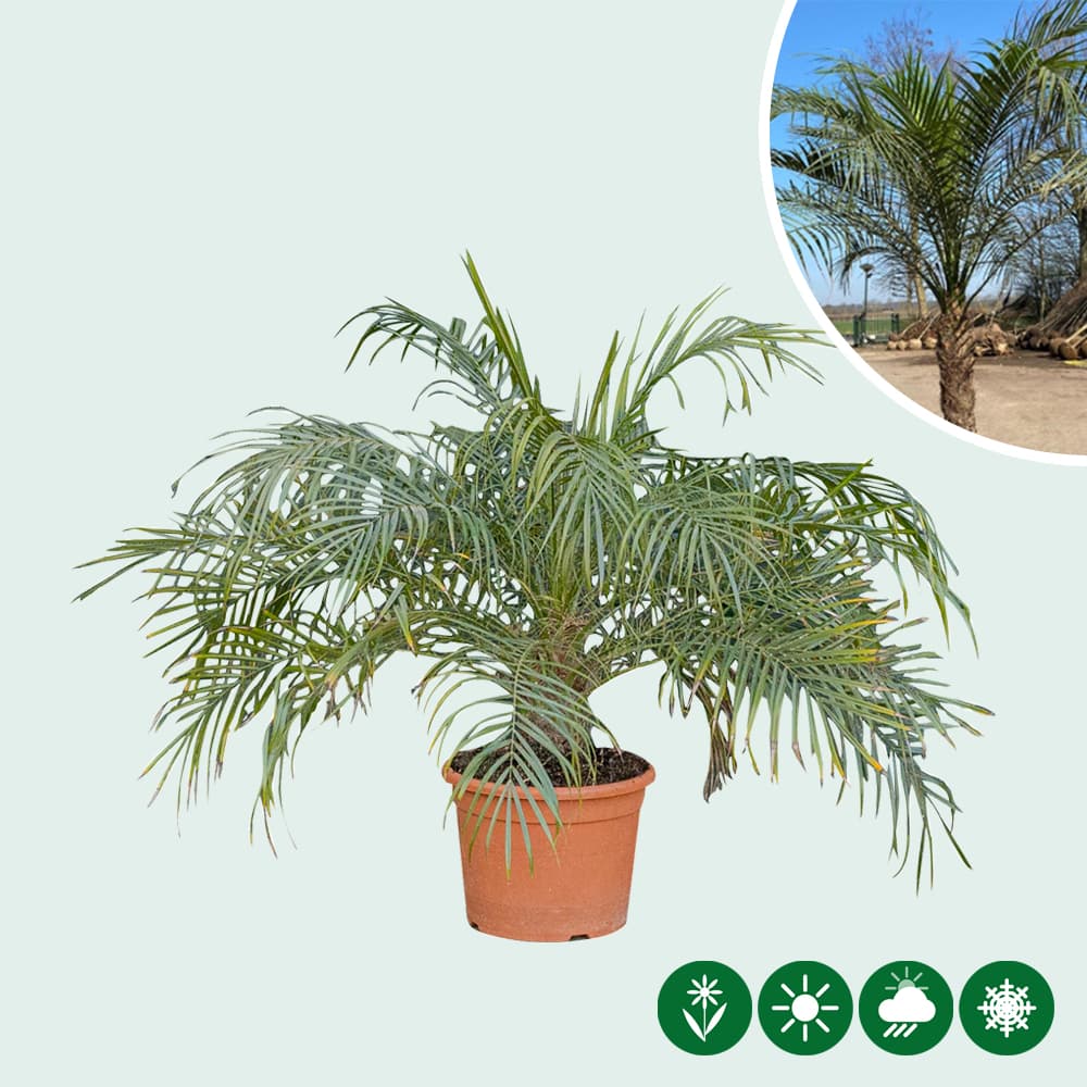 Dwergdadelpalm 50 cm