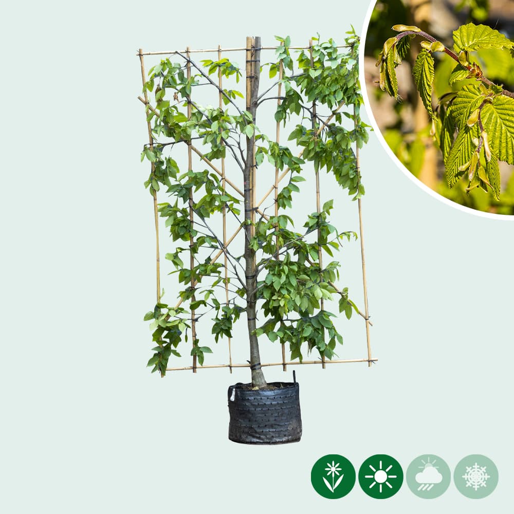 Haagbeuk haagelement