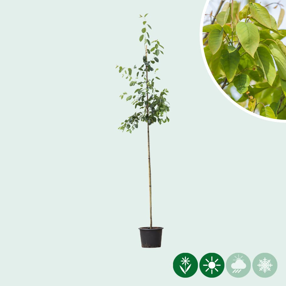 Krentenboom 'Robin Hill'