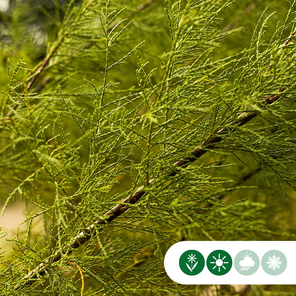 Tamarisk meerstammig