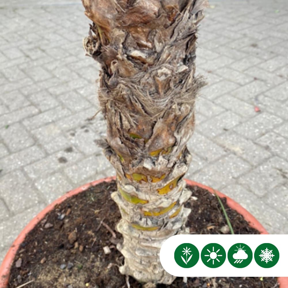 Dwergdadelpalm 50 cm