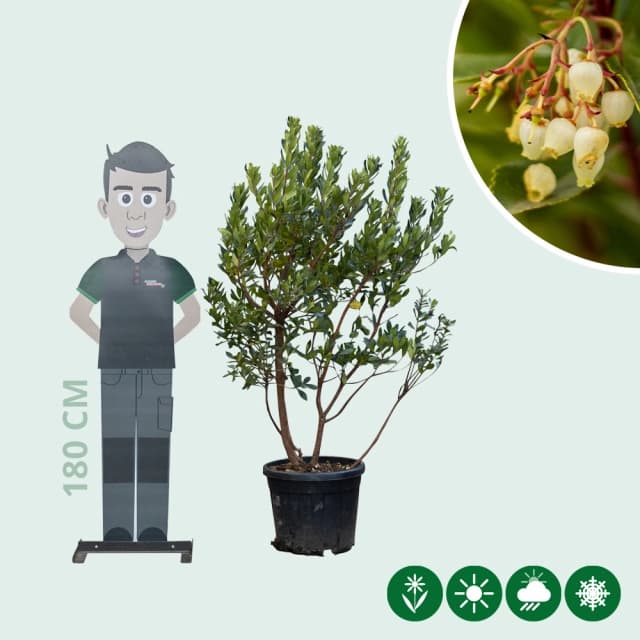 Aardbeienboom meerstammig