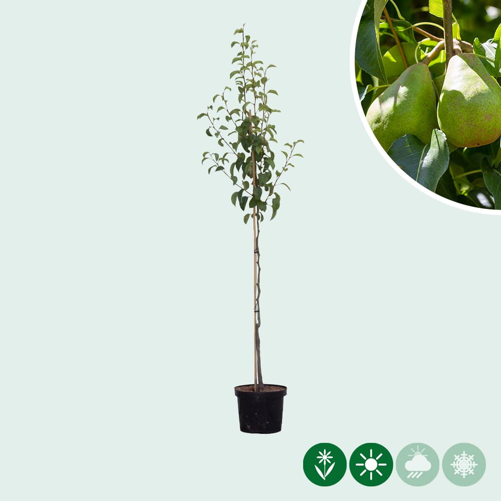 Pyrus communis 'Doyenné du Comice'