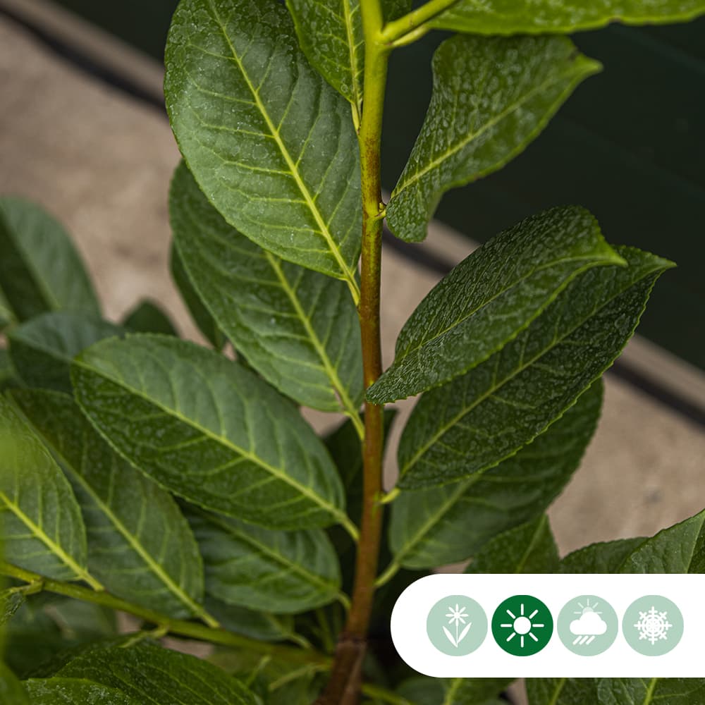 Laurierhaag 'Rotundifolia' 60 cm