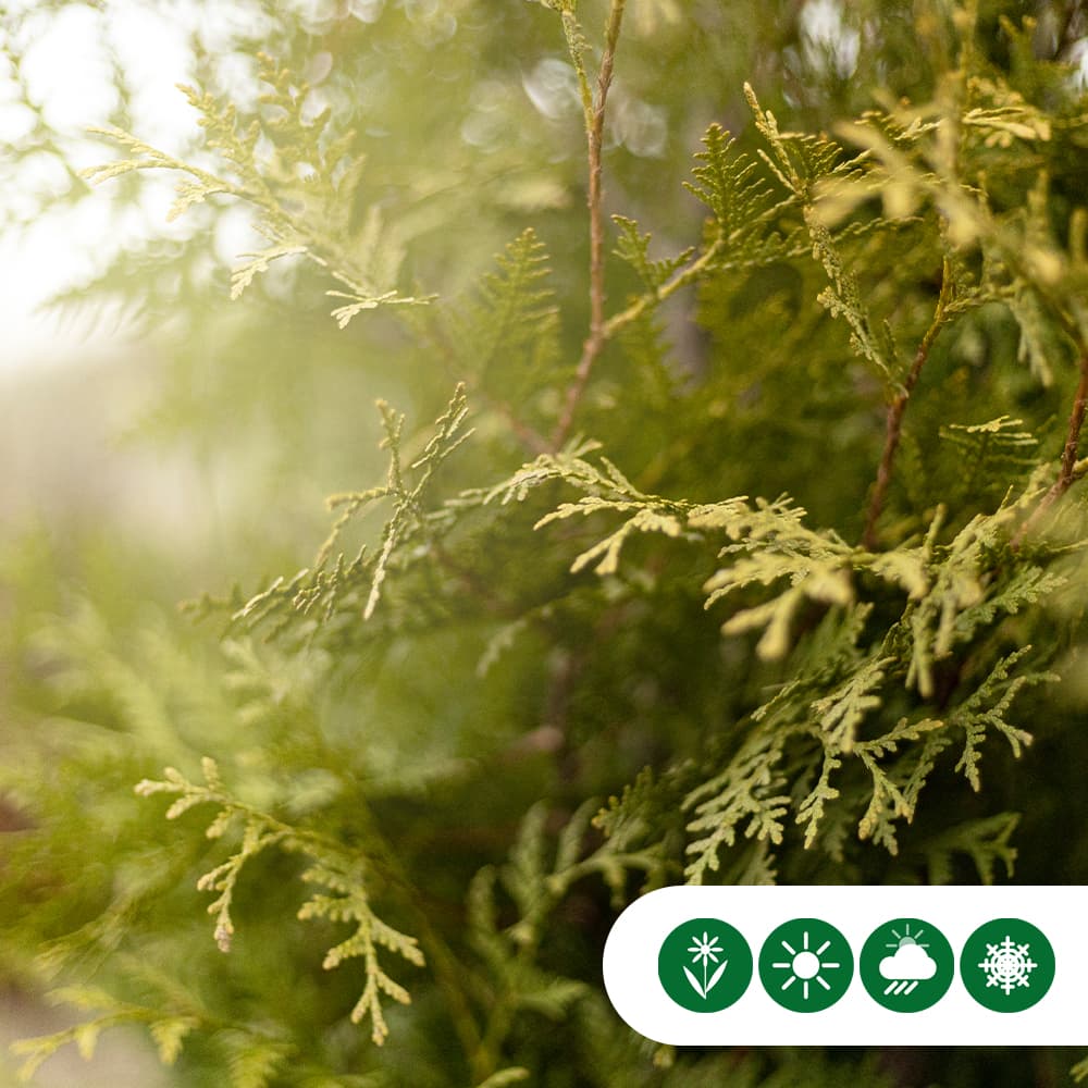 Coniferen 'Brabant' 80 cm