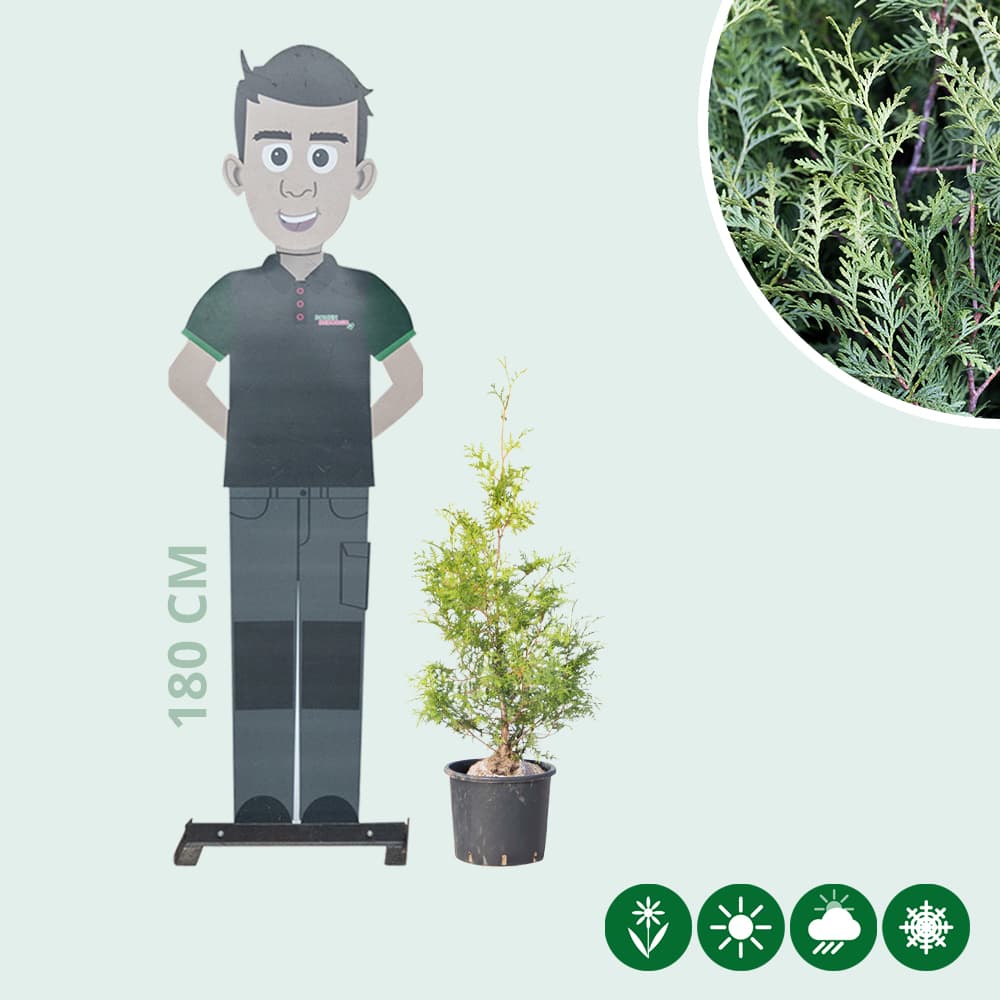 Coniferen 'Brabant' 80 cm