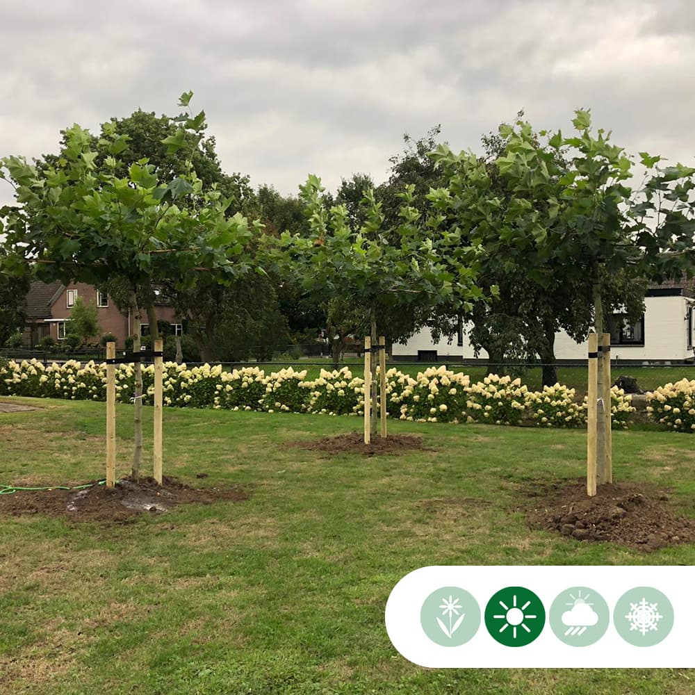 Plataan kruisdak 200-220 cm stamhoogte