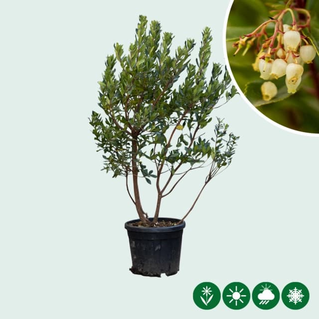 Aardbeienboom meerstammig