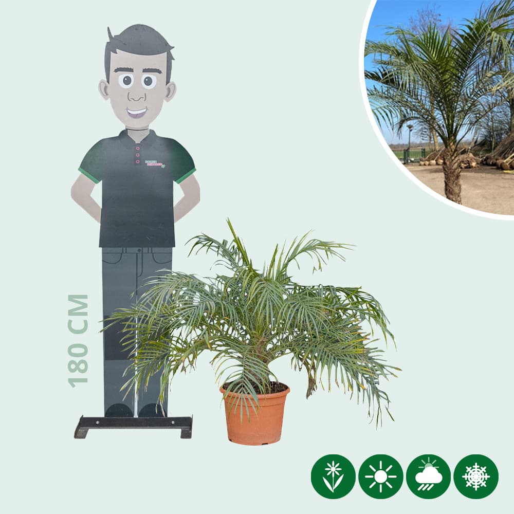 Dwergdadelpalm 50 cm