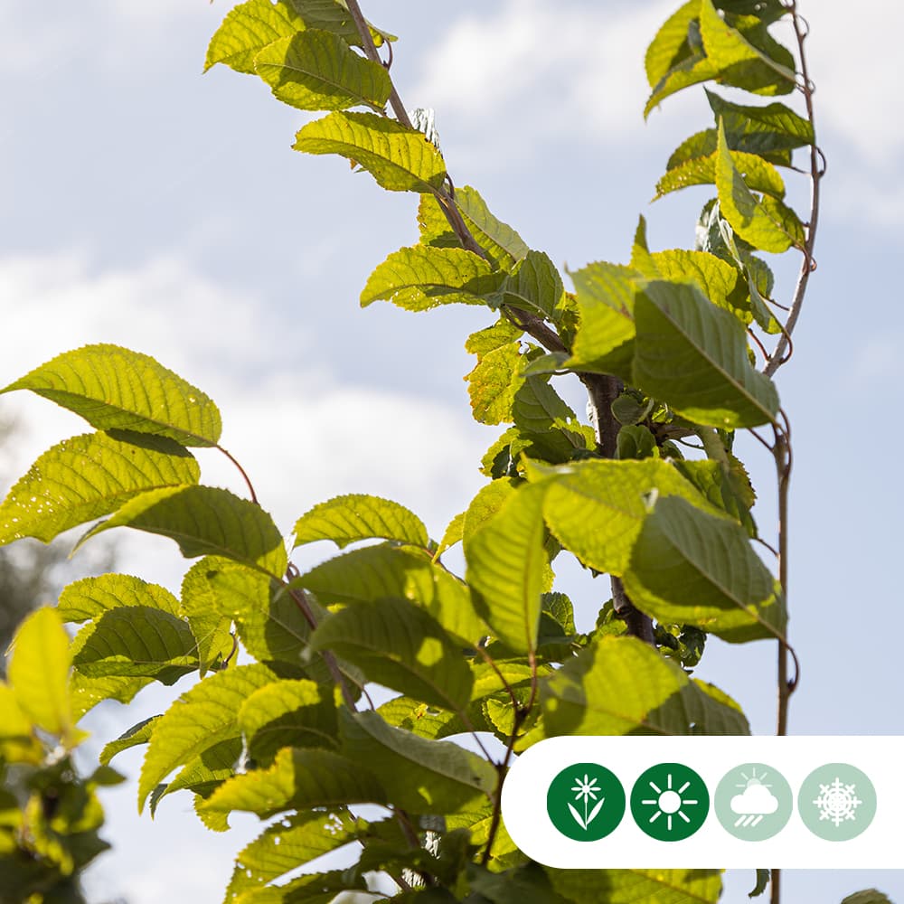 Dubbelbloemige sierkers