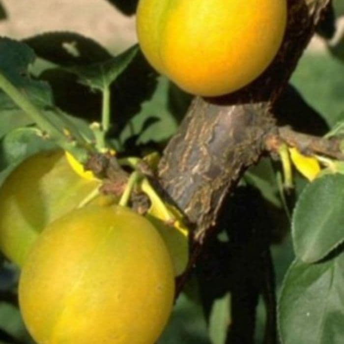 Prunus domestica 'Reine Claude d'Oullins'