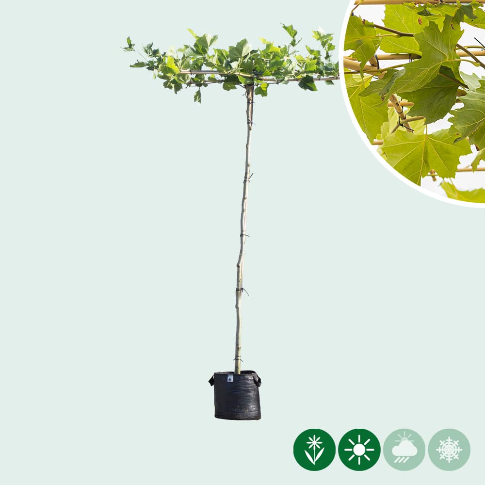 Plataan kruisdak 200-220 cm stamhoogte