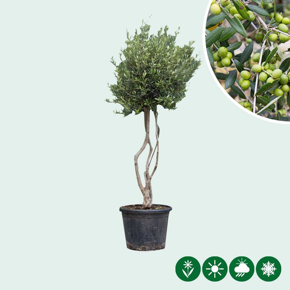 Olijfboom meerstammig