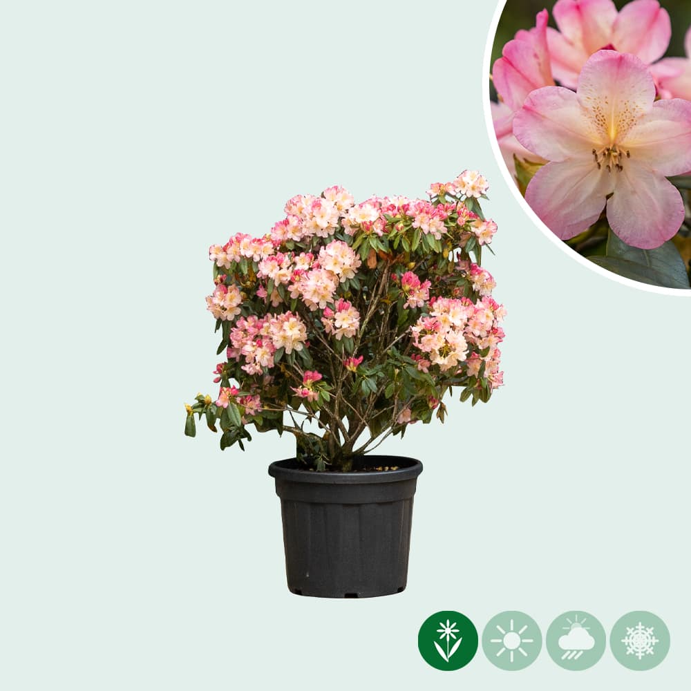 Rhododendron 'Percy Wiseman'