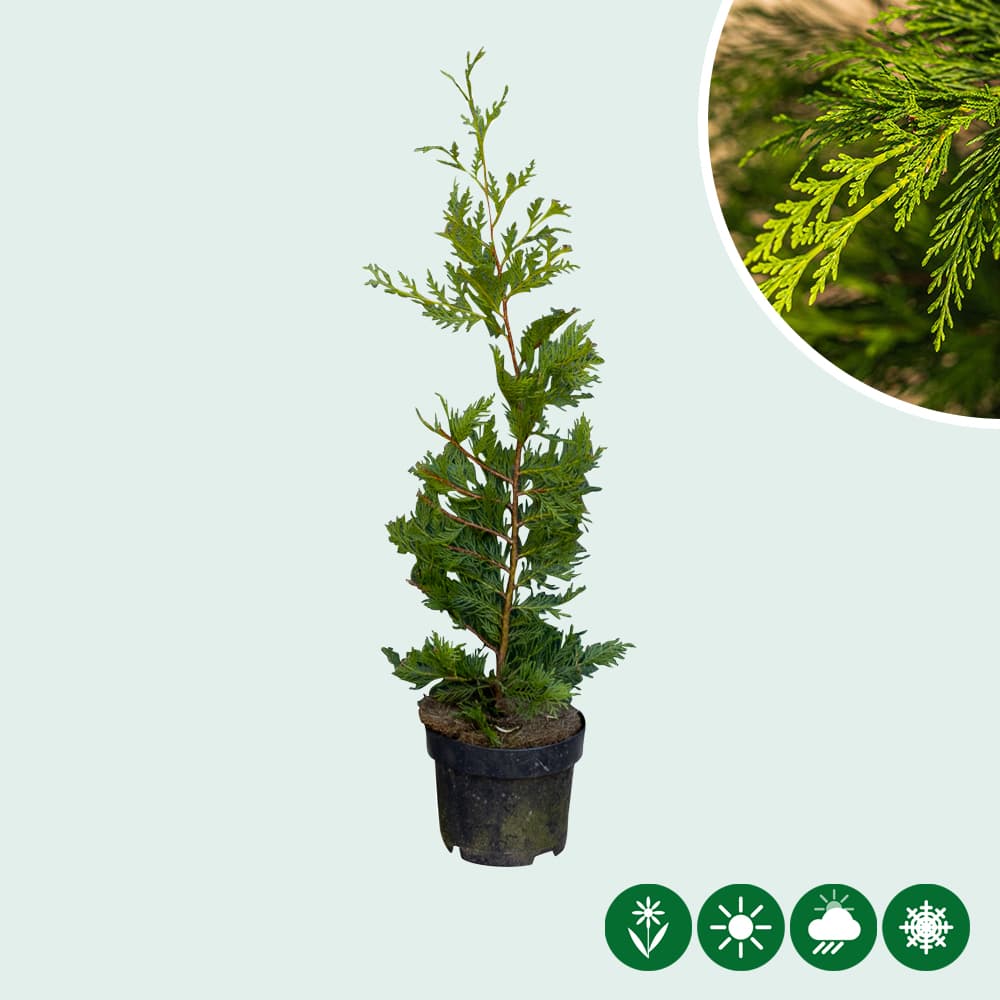 Leylandconifeer 60 cm