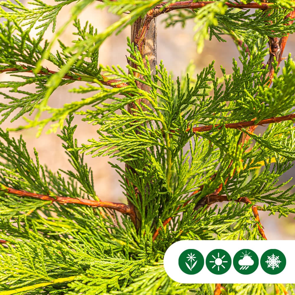 Leylandconifeer 60 cm