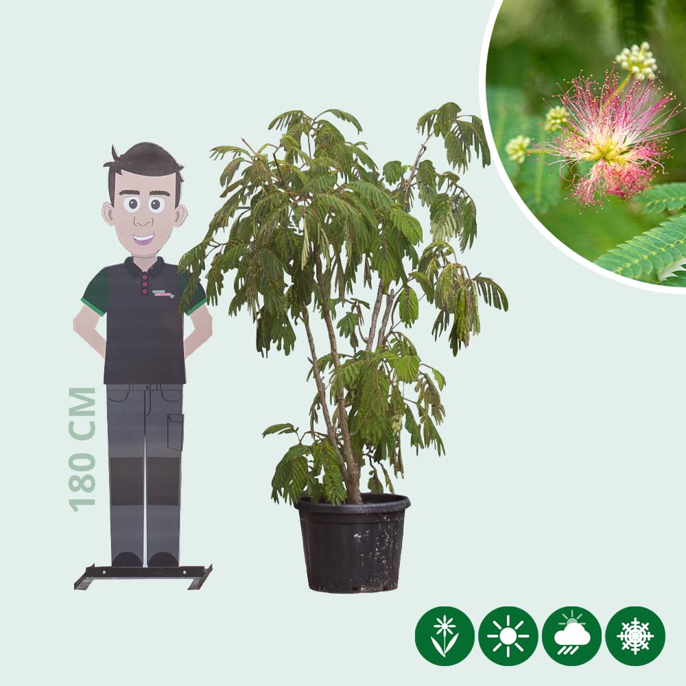 Perzische slaapboom meerstammig