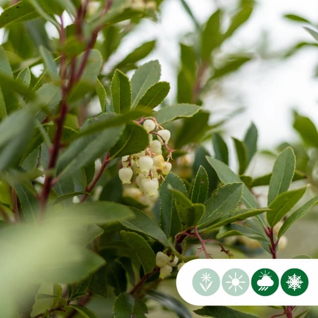 Aardbeienboom meerstammig