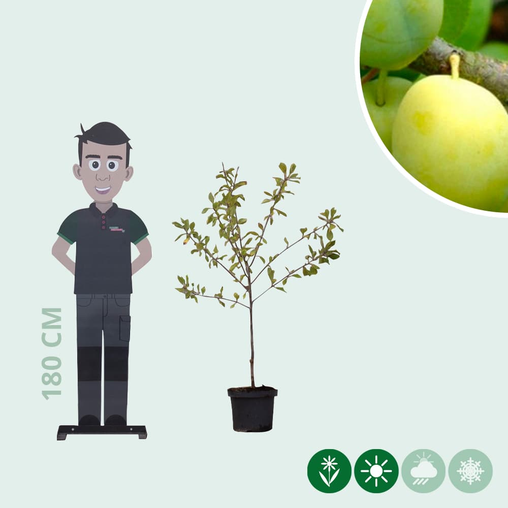 Zoete pruim 'Reine Claude Verte'