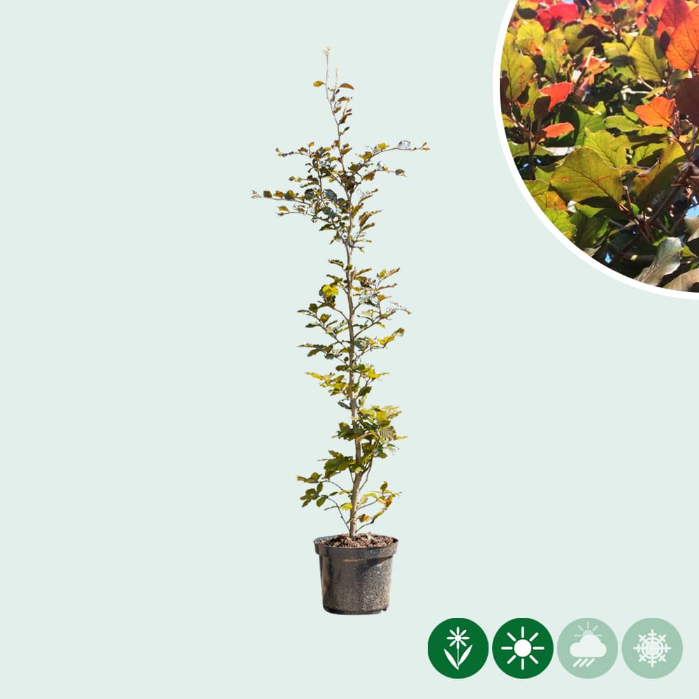 Rode beukenhaag per stuk