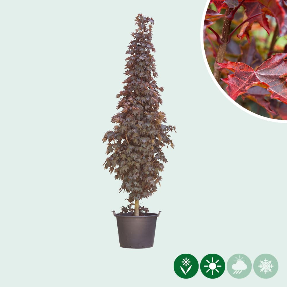 Rode Noorse esdoorn laagstam