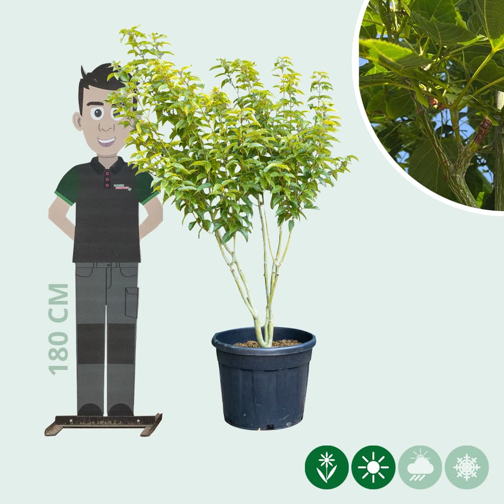 Chinese esdoorn meerstammig