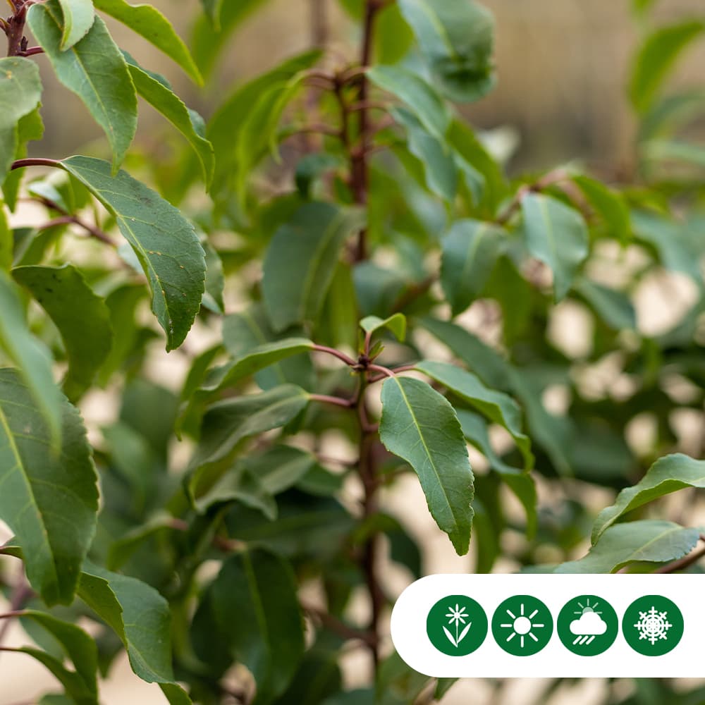 Portugese laurierhaag 40 cm