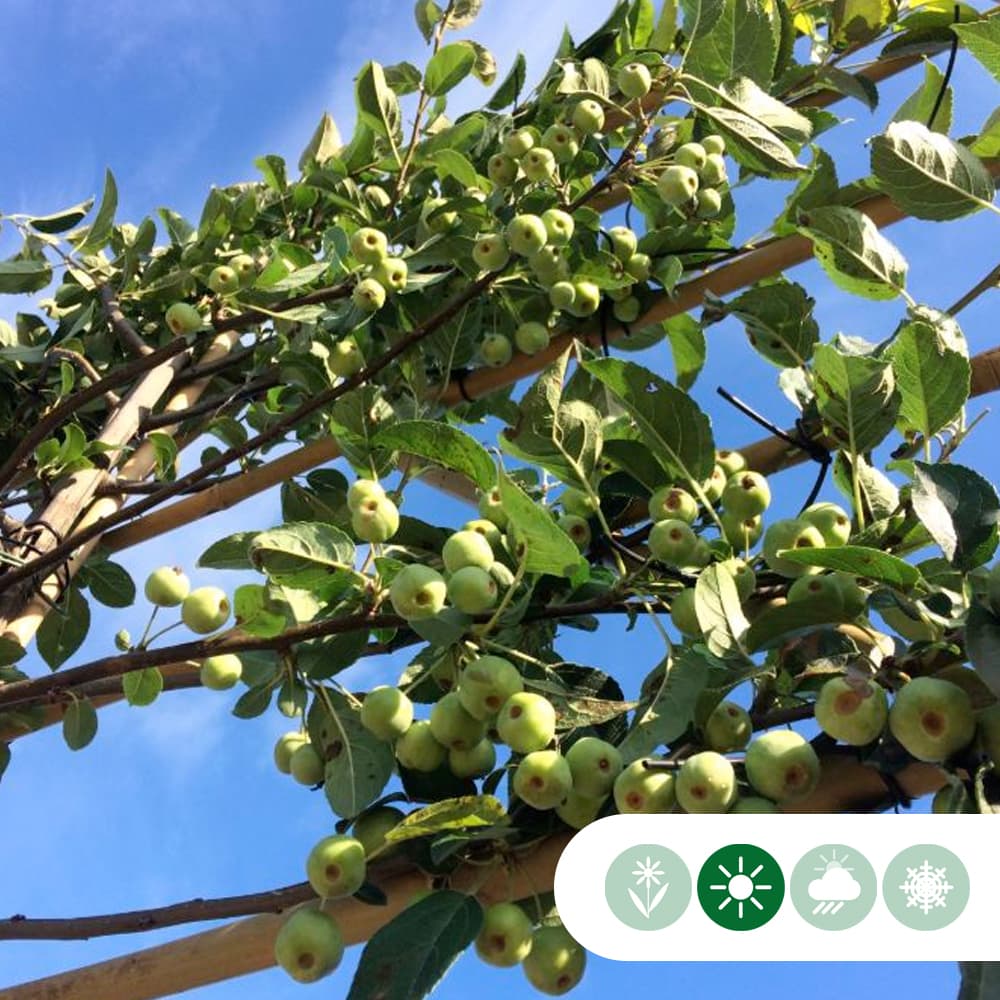 Sierappel leiboom 150 cm