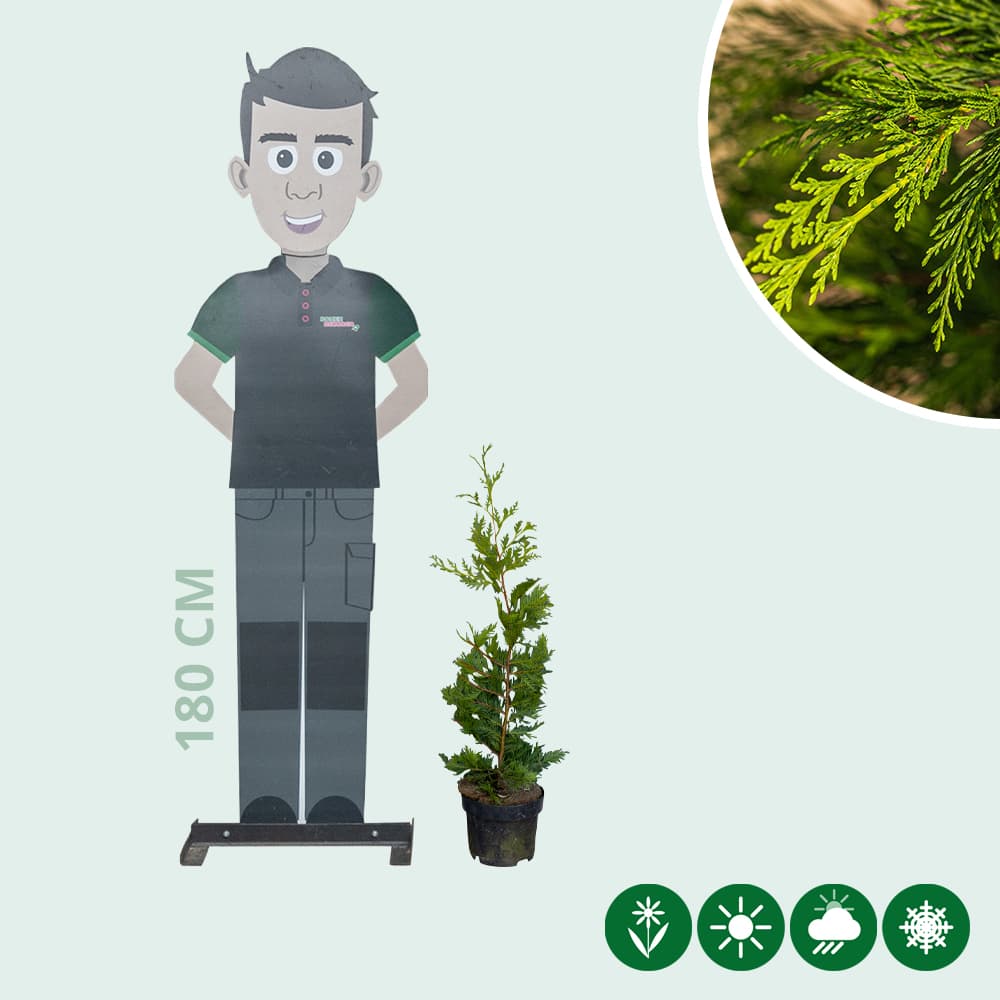 Leylandconifeer 60 cm