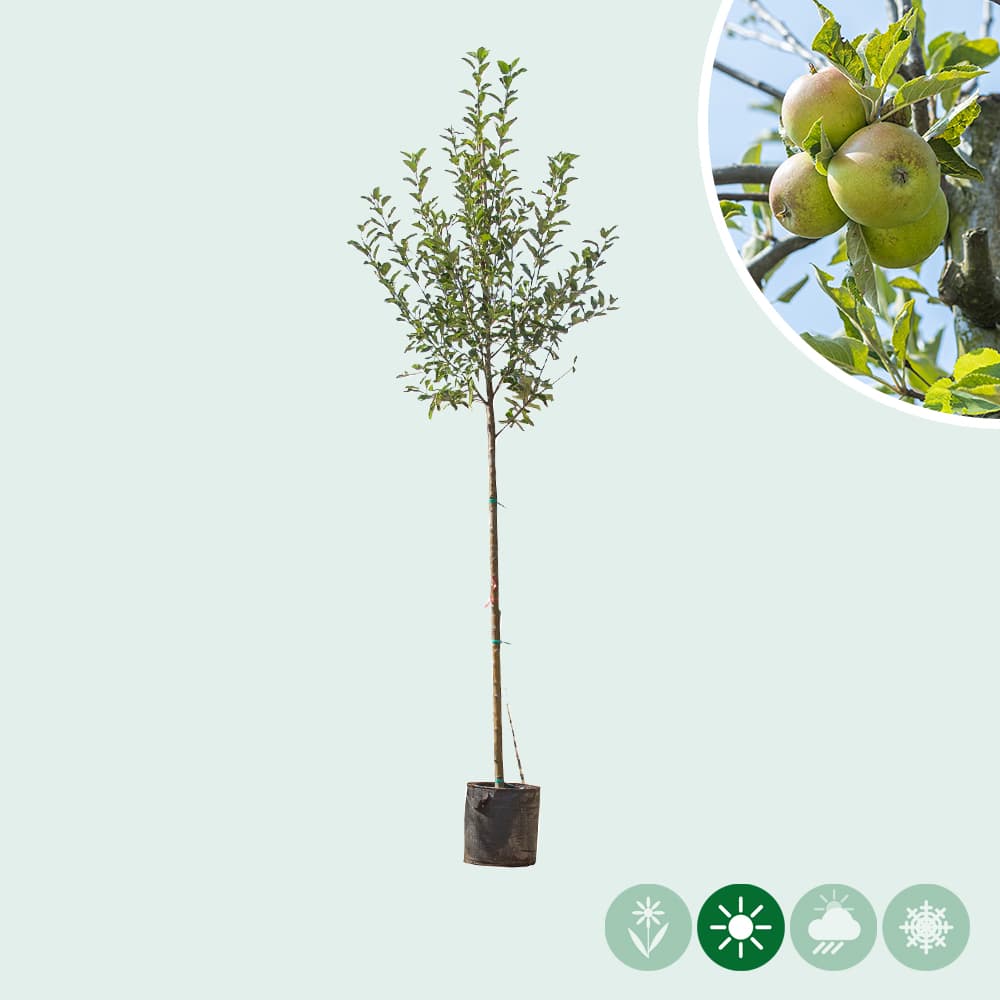 Grote appelboom Elstar