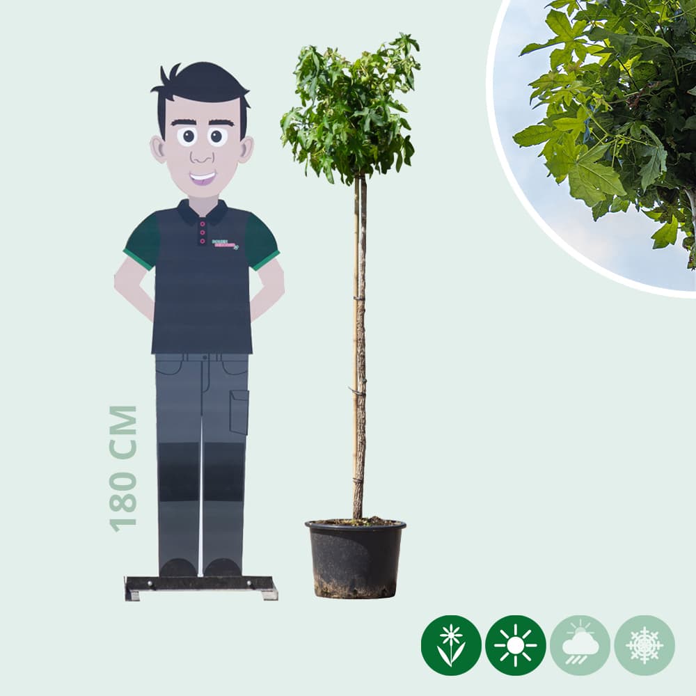 Amberboom bolvorm 120 cm stamhoogte