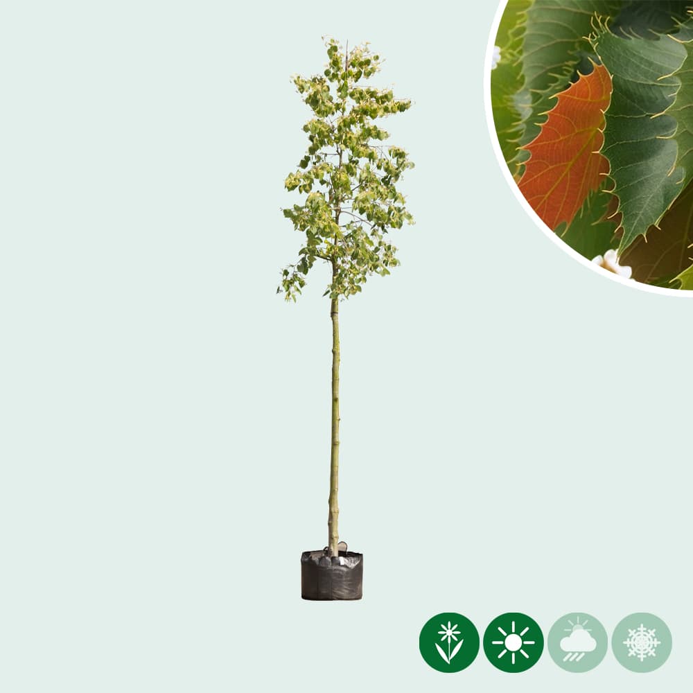 Gewimperde Linde (Chinese linde)