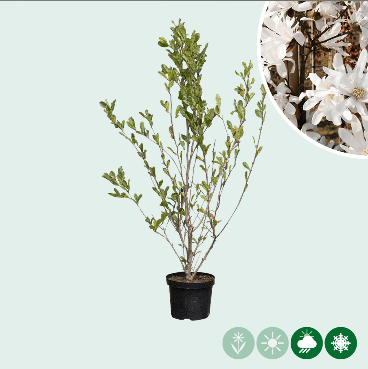 Magnolia stellata struik