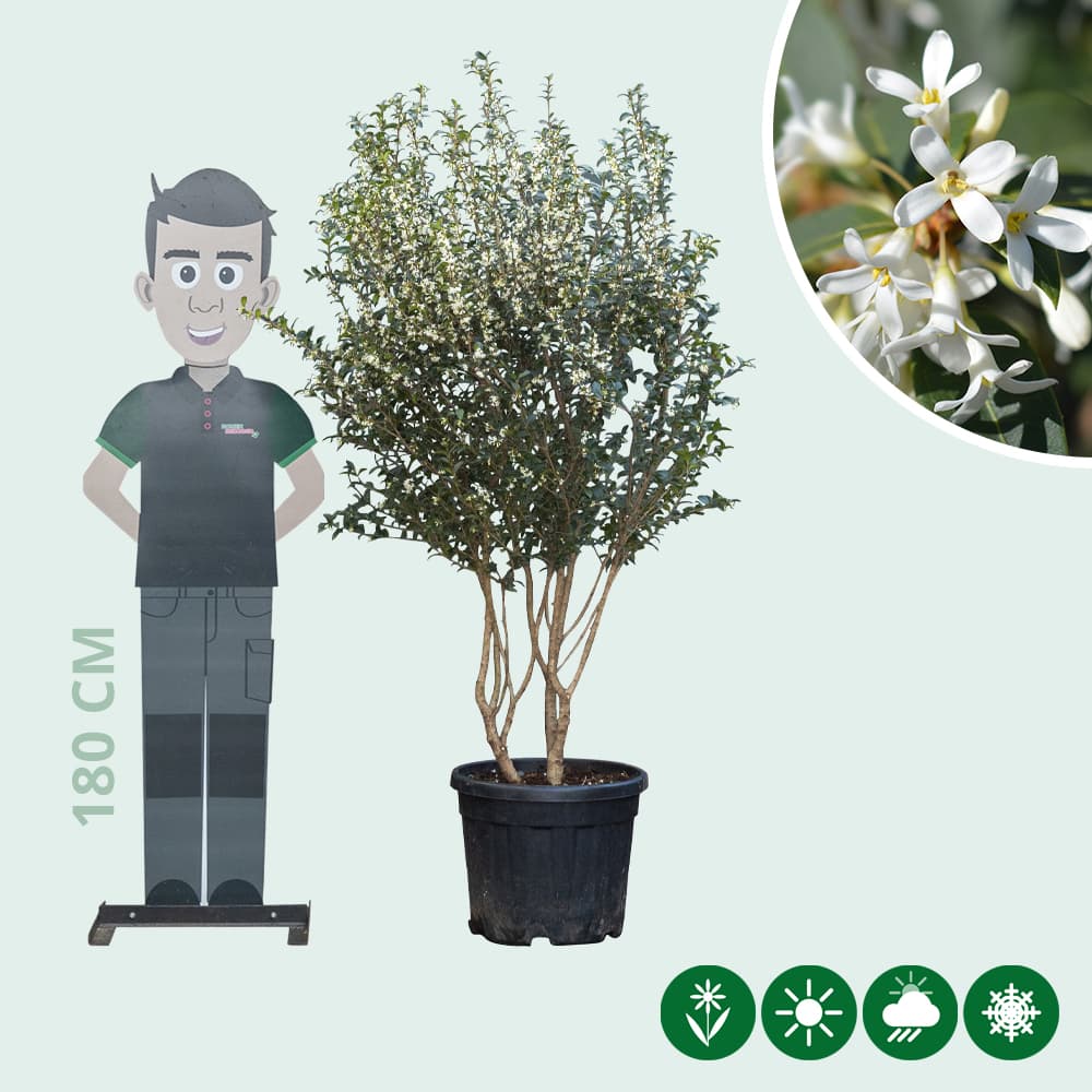 Schijnhulst meerstammig