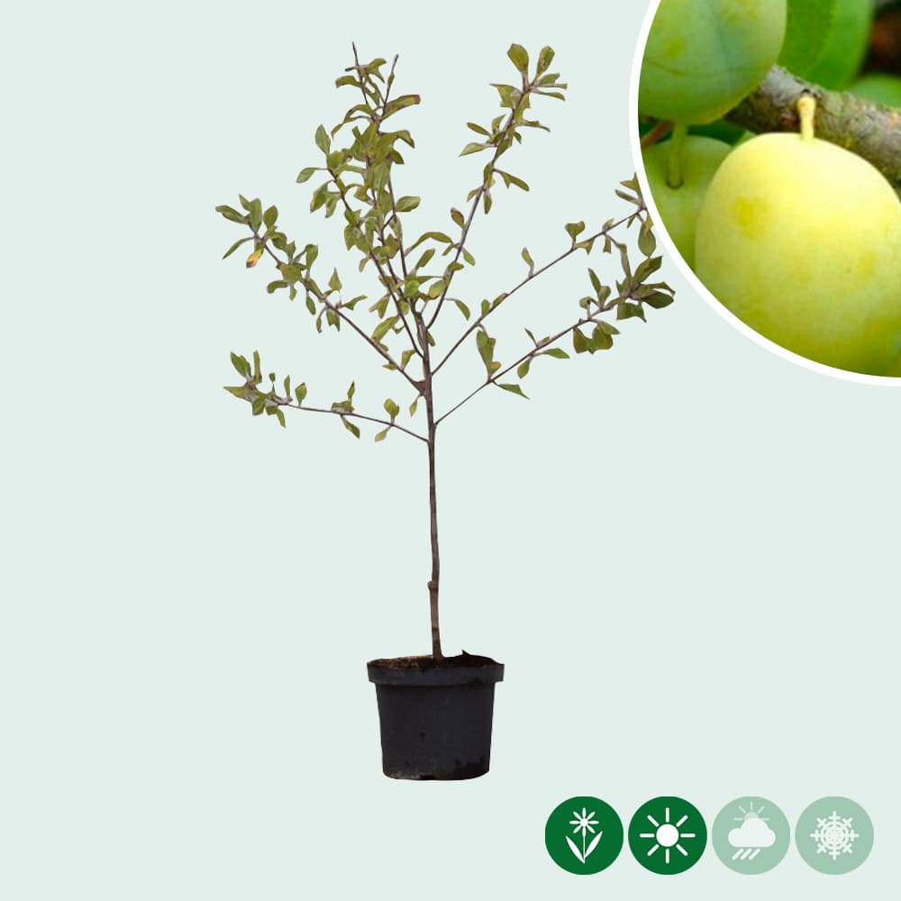 Zoete pruim 'Reine Claude Verte'