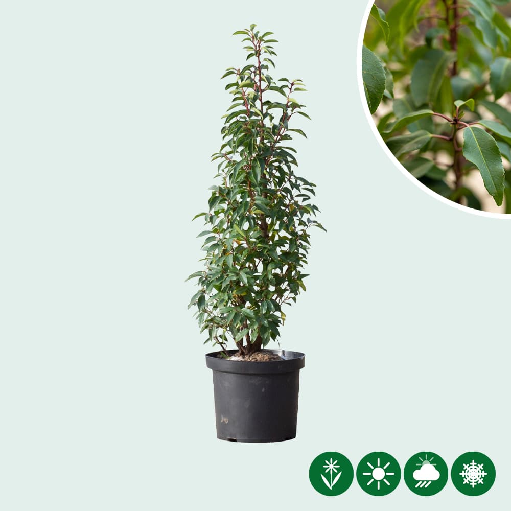 Portugese laurierhaag