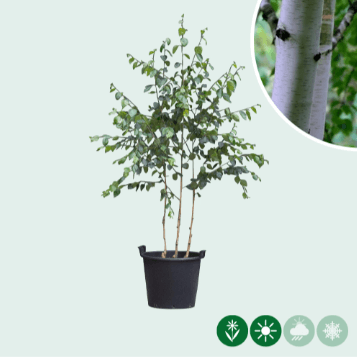 Witte berk meerstammig