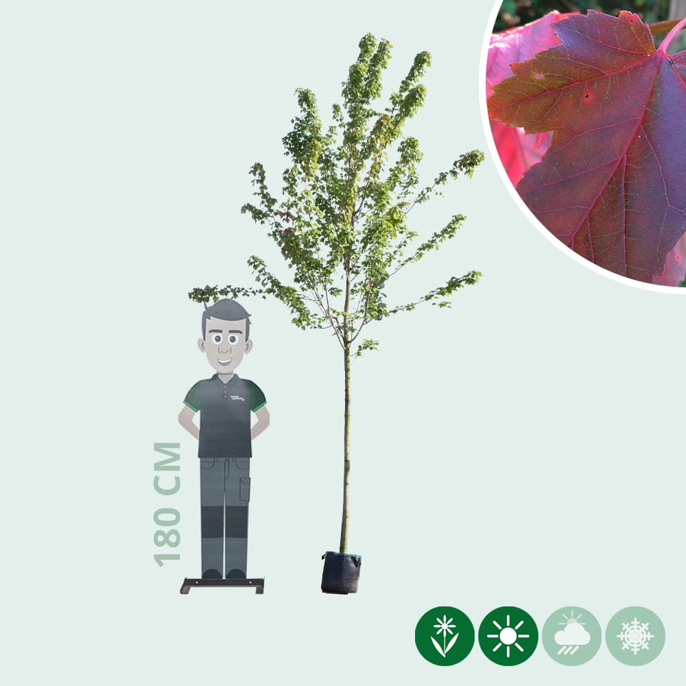 Amerikaanse rode esdoorn