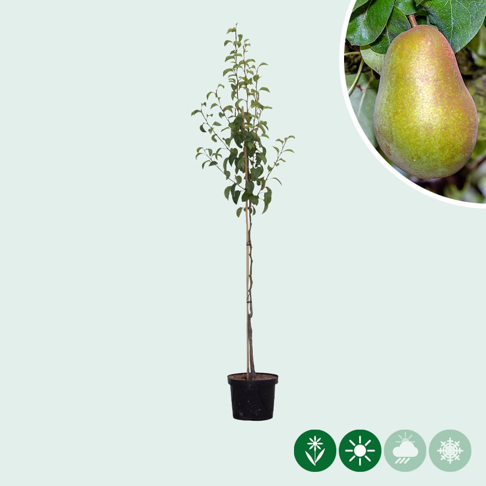 Pyrus communis 'Triomphe de Vienne'