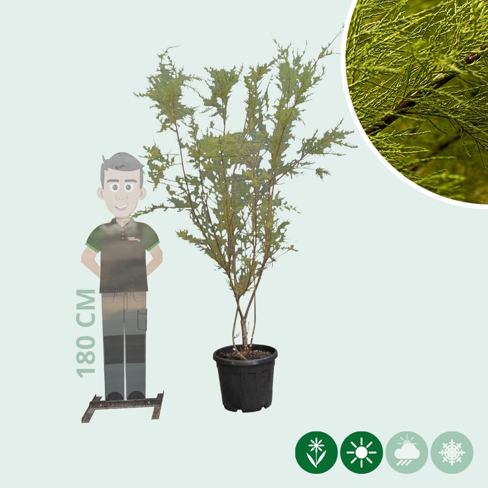 Tamarisk meerstammig