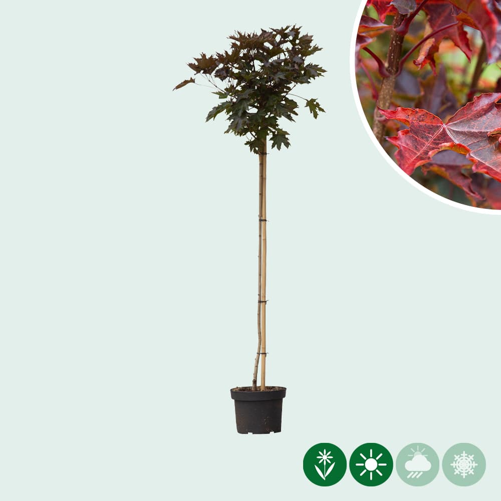 Rode bol esdoorn 120 cm stamhoogte