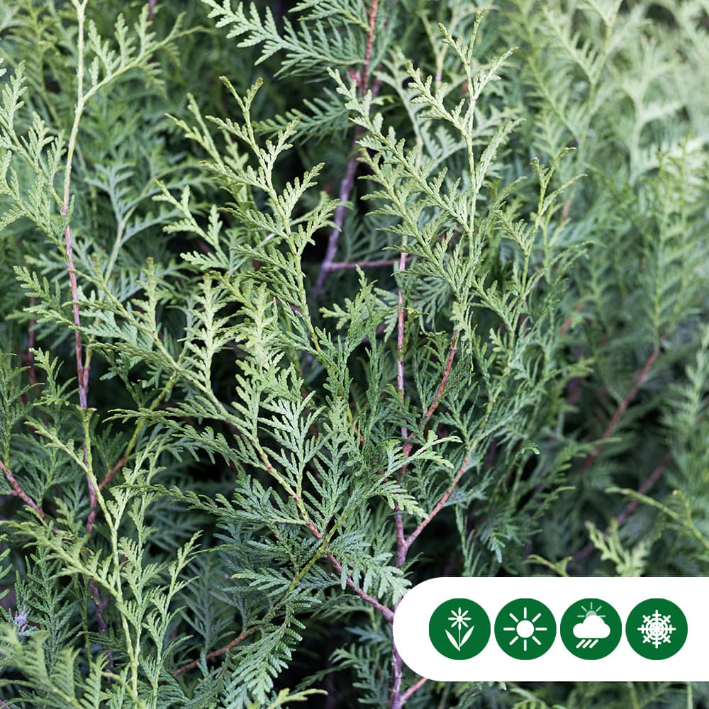 Coniferen 'Brabant' 80 cm