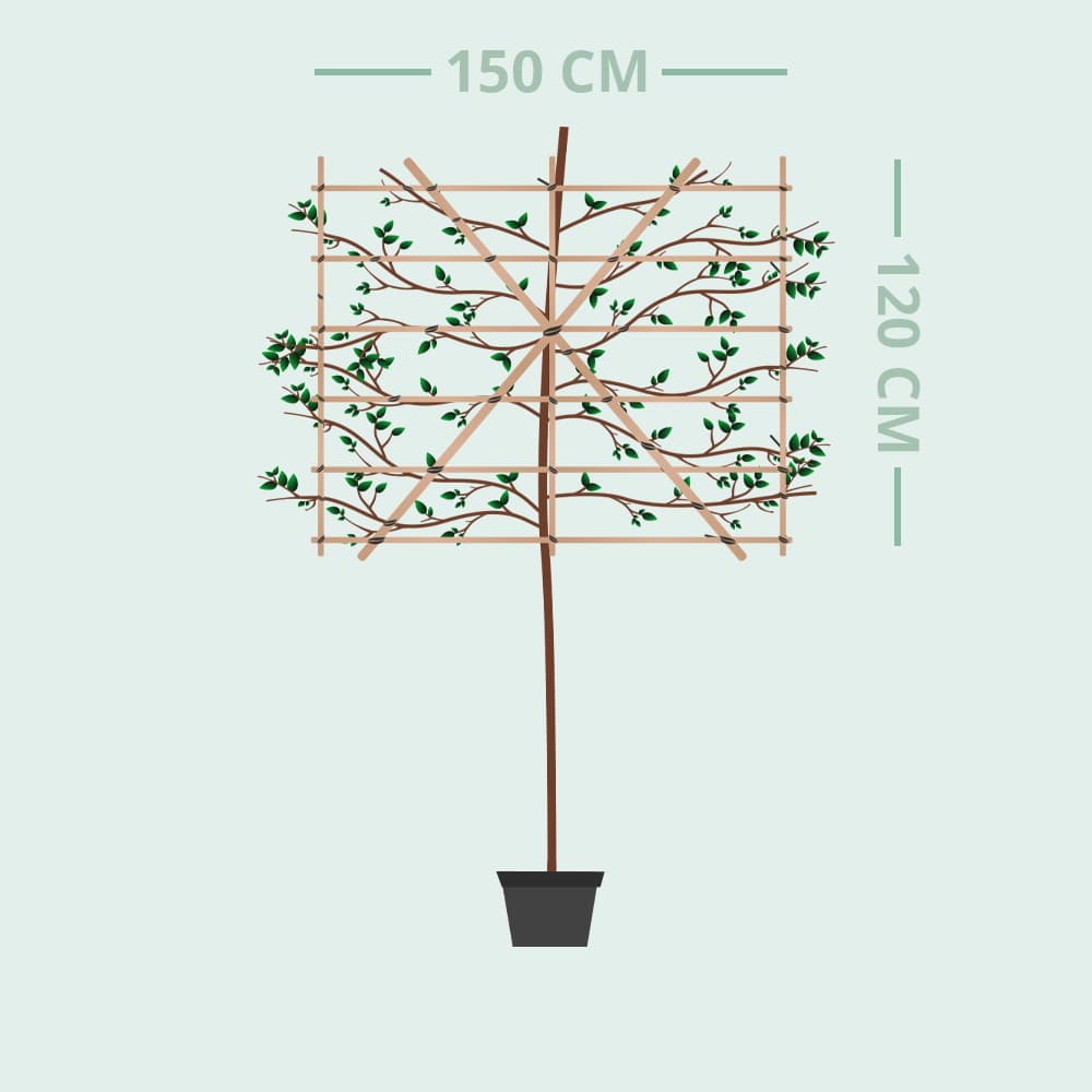 Leihaagbeuk 180 cm