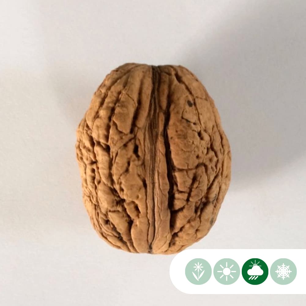 Walnotenboom 'Bella Maria'