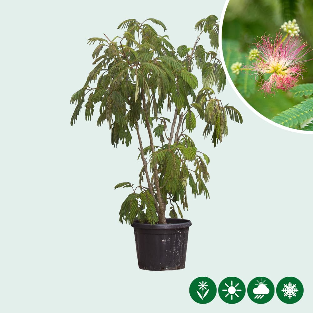 Perzische slaapboom meerstammig